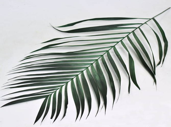 Areca Palmenblätter 60cm Grün