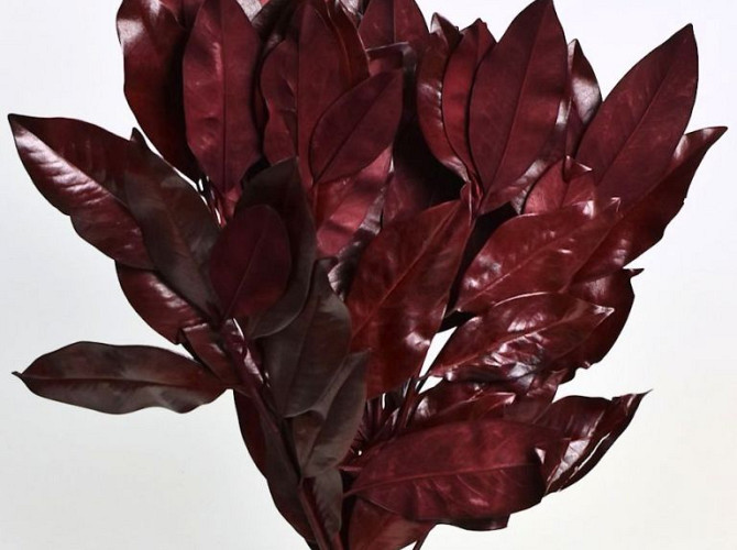 Magnolia Leaves Red 1kg