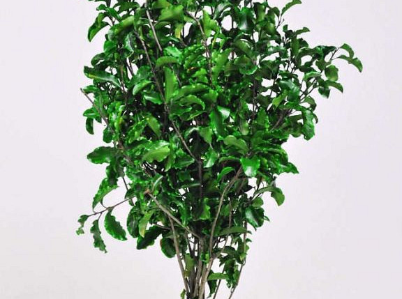 Pittosporum Klebsamen 100gr. 45cm