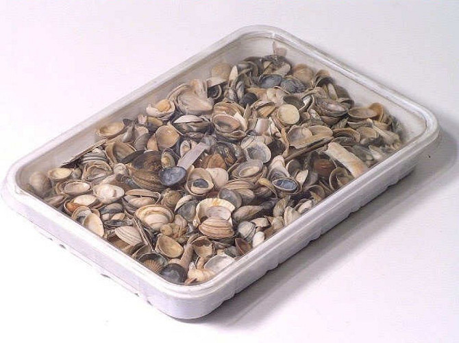 Nordsee Muscheln 1Kg