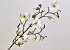 Artificial Magnolia Branch White 78cm 