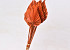 Palm Spear 40-55cm Orange