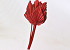 Palm Spear Red 40-55cm