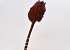 Palm Spear Braun 40-55cm 