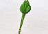 Palm Spear Green 40-55cm 