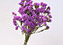 Statice Sinuata Lilac-Pink