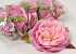 Peony D13cm Pink