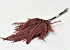 Saumfarn Rot 15-20cm