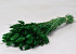 Lagurus Green 75cm