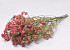 Limonium Peach Pink 70cm