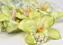 Artificial Orchid Green D13cm 