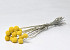 Craspedia Jaune 10pcs 40cm