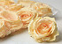 Artificial Rose Pastel Yellow D10cm 