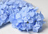 Tête d'Hortensia Bleu Clair Artificielle D16cm