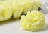 Artificial Carnation Yellow/Cream D9cm