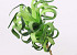Pflanz Schaumstoff 45cm Grün