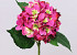 Hortensia 52cm donker roze