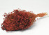 Broom Bloom Rost Rot 50cm