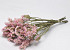 Statice Sinuata Soft Pink