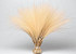 Stipa Penata 50cm, bundle of 50 tufts