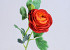 Ranunculus 43cm red