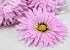 Artificial Gerbera Pink D15cm