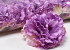 Artificial Carnation Violet D9cm