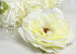 Artificial Peony Cream D13cm