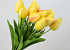 Tulip Yellow 50cm 