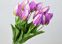 Tulip Lila 50cm 