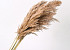 Pampas grass 100cm 10pcs