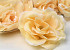 Artificial Rose Soft Yellow D10cm 