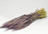 Barley Purple 70cm