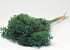 Broom Bloom Emerald Green 50cm