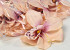 Artificial Orchid Pink/Peach D13cm 