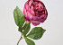 Pivoine artificielle  Rose Foncé 42cm 