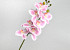 Kunst Orchidee Roze/Crème 73cm