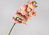 Künstliche Orchidee Rosa 73cm 