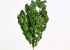 Ming Fern Groen 40cm