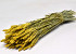 Triticum Gelb (Weizen) 70cm