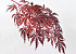 Érable Palmé 70cm Rouge