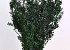 Ruscus Vert 90cm Kg.