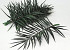 Phoenix Palm Blatt 60cm