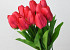 Tulp Red 60cm