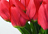 Tulp Red 60cm