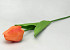 Tulp Orange 60cm