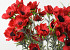 Coquelicot Rouge 80cm