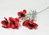 Coquelicot Rouge 80cm