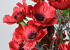 Coquelicot Rouge 80cm