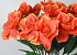 Artificial Magnolia XL Orange 70cm